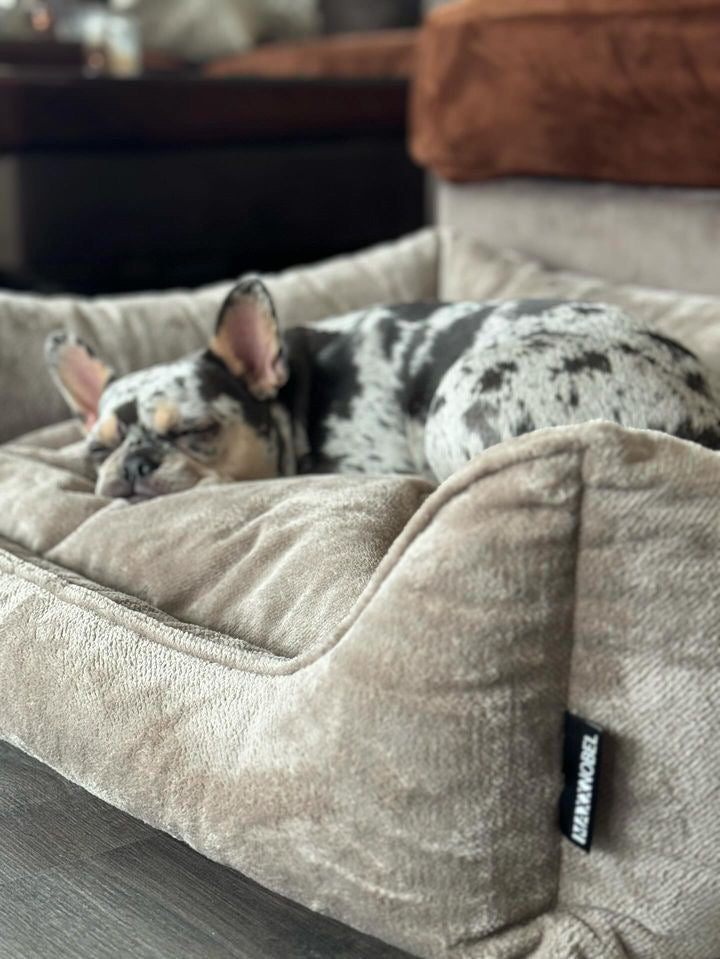 Franse Bulldog slaapt in hondenmand