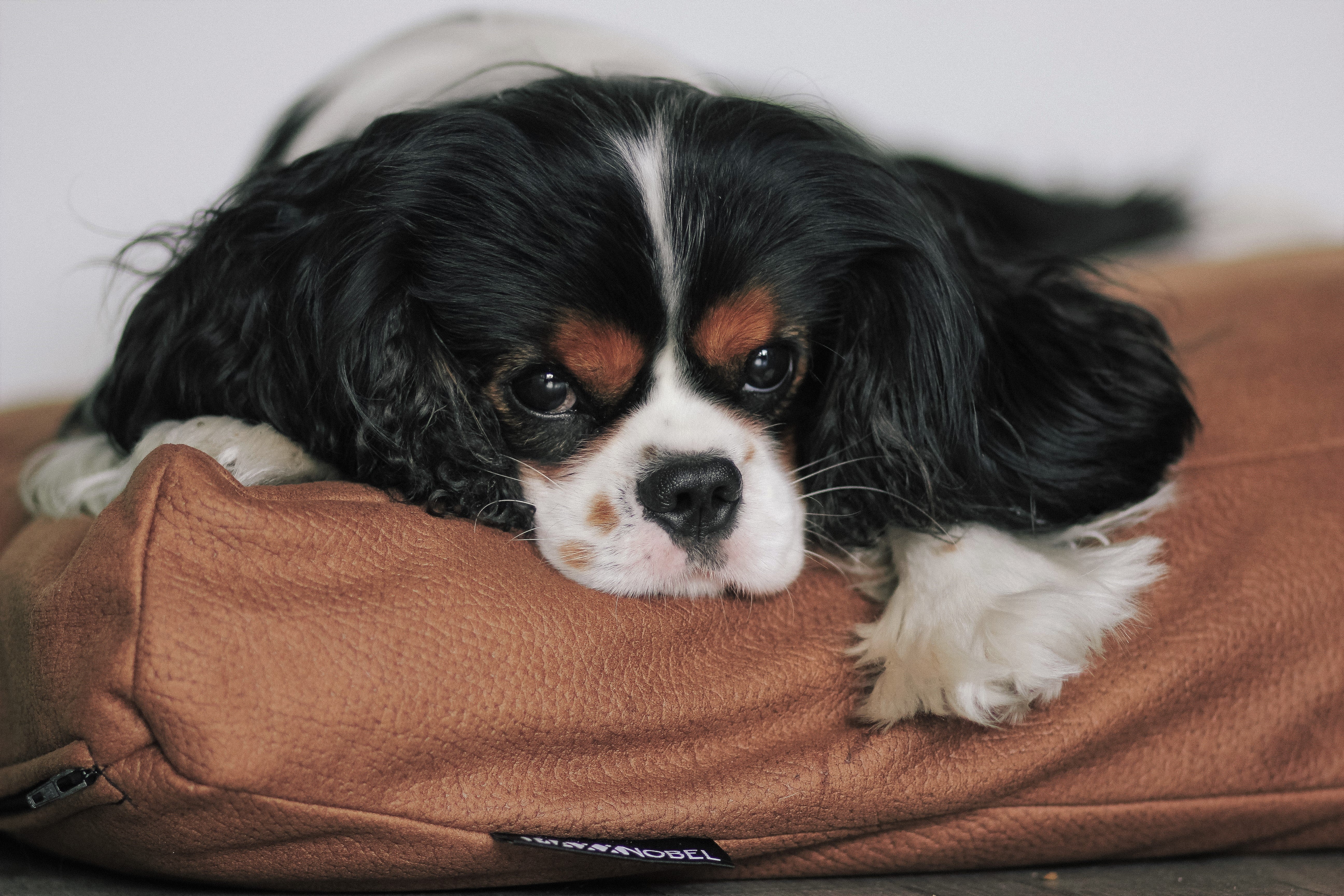 Zes redenen waarom een hond goed voor je is.