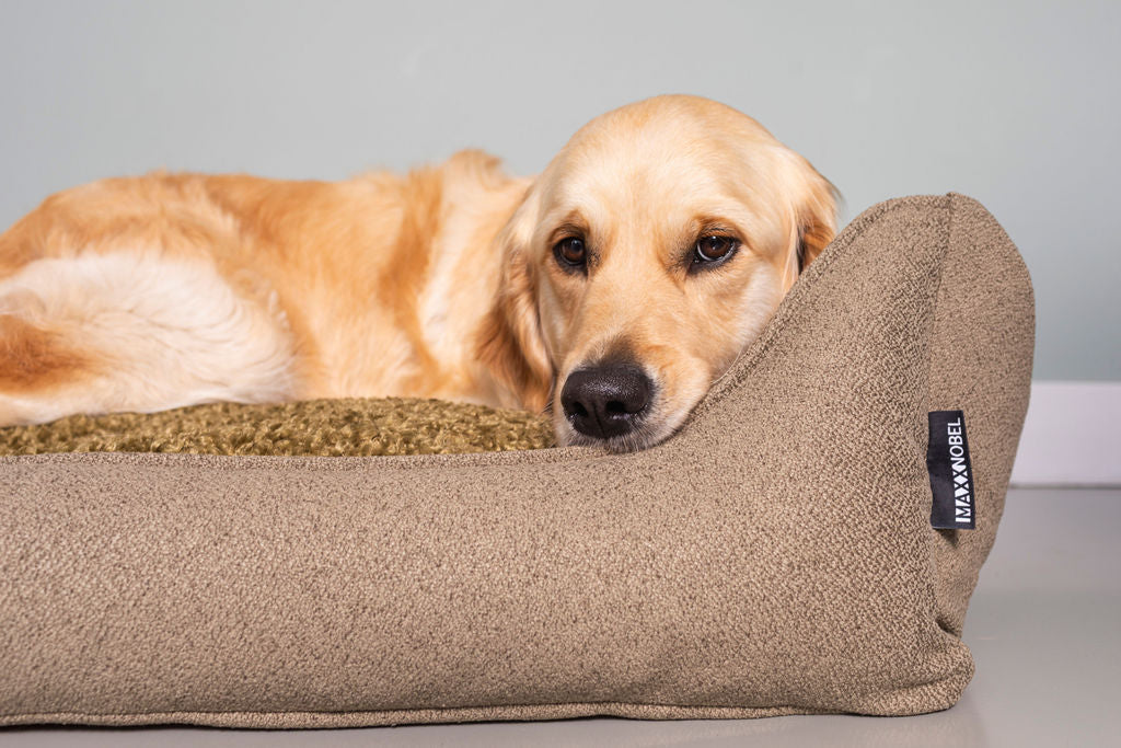 Slecht slapen bij honden: herken de signalen en verbeter het comfort