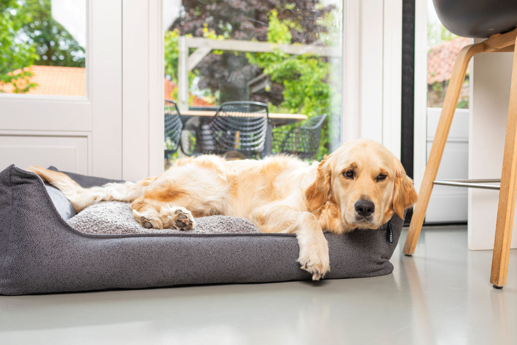 Hond die heerlijk ligt in de Teddy mand van MaxxNobel