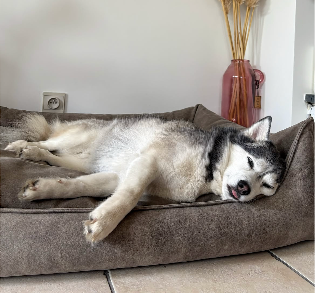 Waarom slaap cruciaal is voor honden met spanning en angst