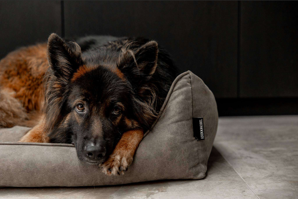 Van overprikkeld naar ontspannen: zo help je je hond écht tot rust komen
