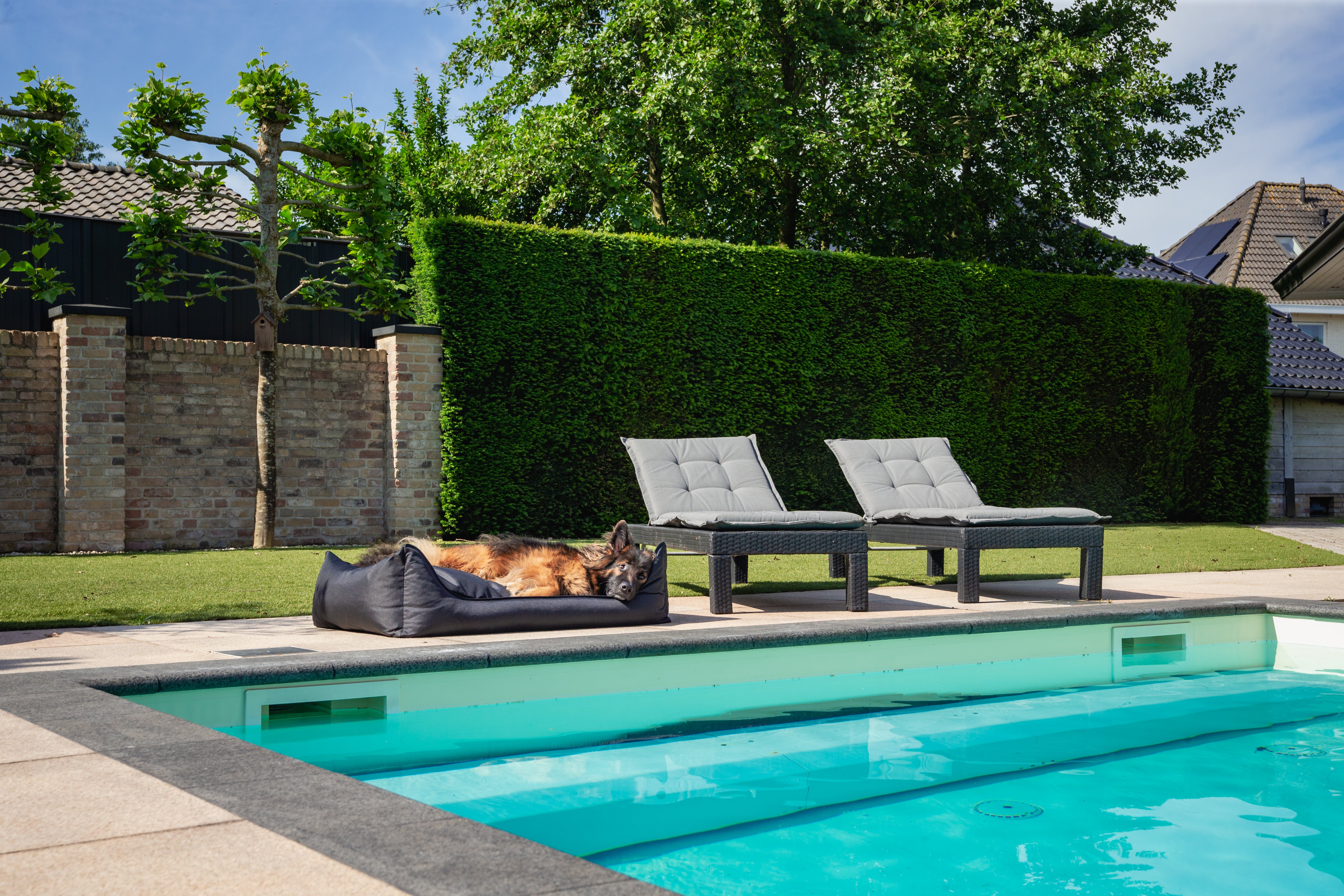 Orthopedische Hondenmand - Bliss - Zwart - Orthopedische Hondenmand