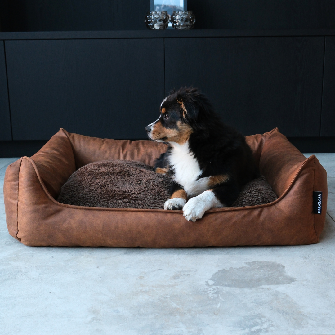 Kleine complimenten, groot effect op het gedrag en de rust van je hond