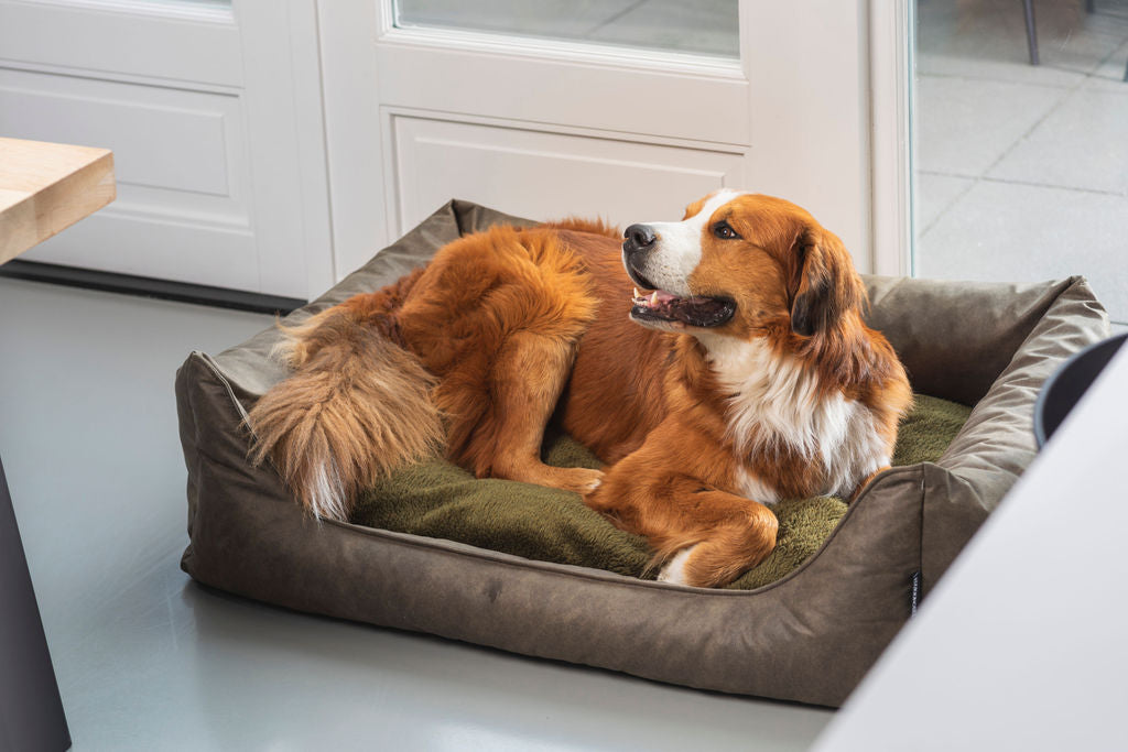 Grote hond ligt ontspannen in een MaxxNobel hondenmand van de Lederlook-Collectie