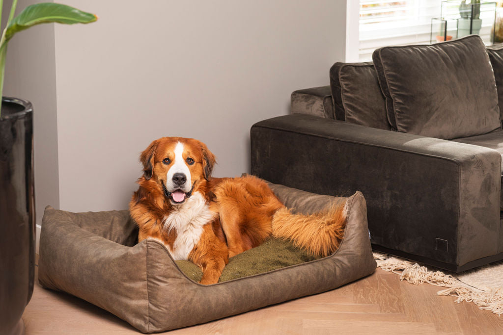 Hond ontspannen liggend in een luxe orthopedische hondenmand uit de Lederlook-collectie van MaxxNobel in de kleur olijf, geplaatst in een stijlvol modern interieur naast een velvet bank.