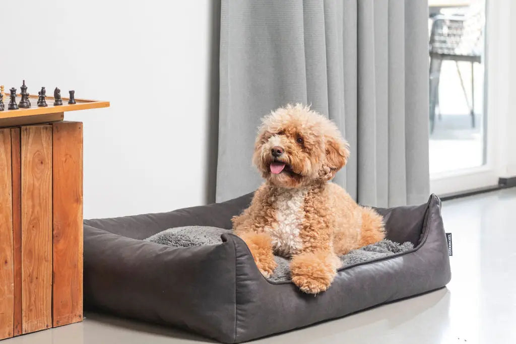 Duurzaamheid begint bij de bron ook voor je hond!