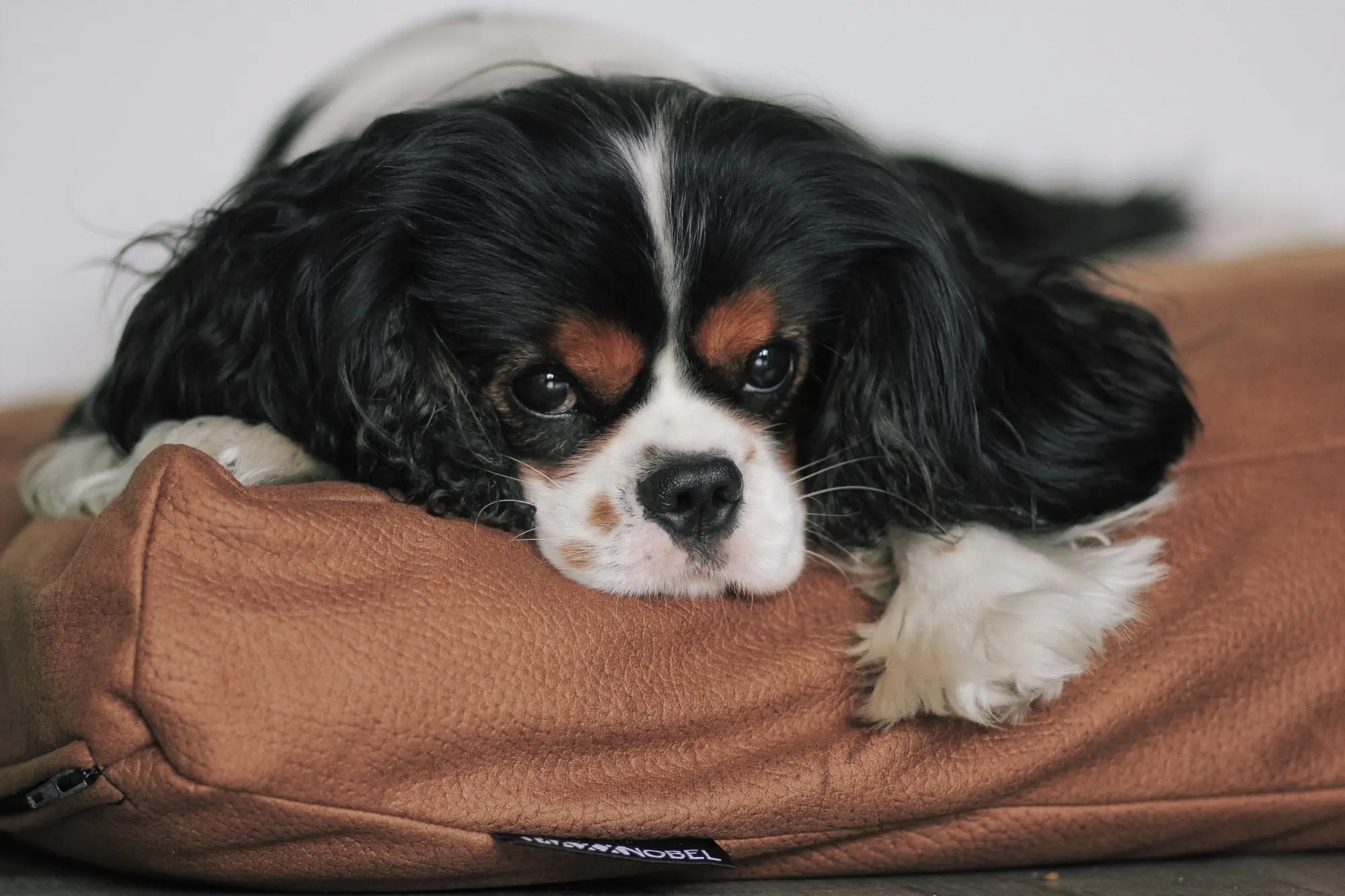 Zes redenen waarom een hond goed voor je is.