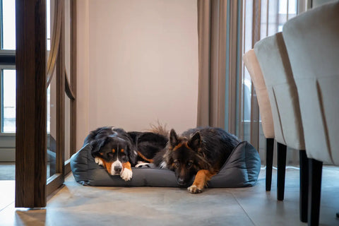 5 Tips voor een huisdiervriendelijk interieur zonder concessies aan stijl