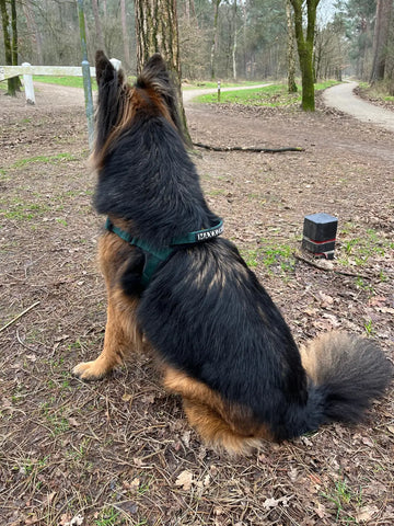 Hond met borsttuig