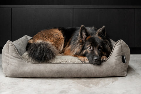 Verbeter het Welzijn van Je Hond: De Impact van de Juiste Hondenmand
