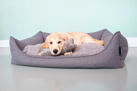 Welke hondenmand biedt de juiste ondersteuning voor uw Hond van Puppy tot Senior?