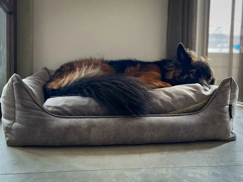 Welke hondenmand biedt de juiste ondersteuning voor uw Hond van Puppy tot Senior?