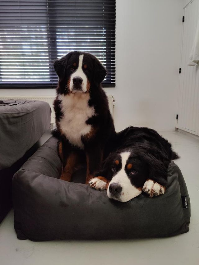 Orthopedic Dog Bed MaxxNobel - Leather Look - Anthracite