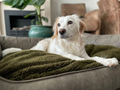 Orthopedic Dog Bed MaxxNobel - Leather Look - Olive